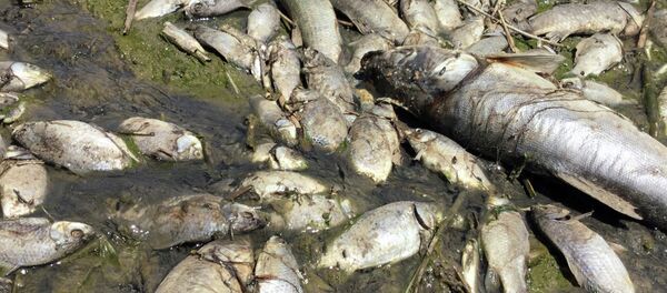 Бул балыктар менен азыктанган жаныбарлар да ууланышы мүмкүн Бул балыктар менен азыктанган жаныбарлар да ууланышы мүмкүн - Sputnik Кыргызстан