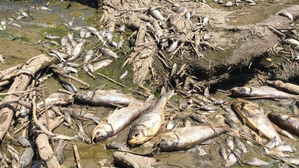 Десятки тонн мертвой рыбы. Угроза экологии в Сокулуке - Sputnik Кыргызстан