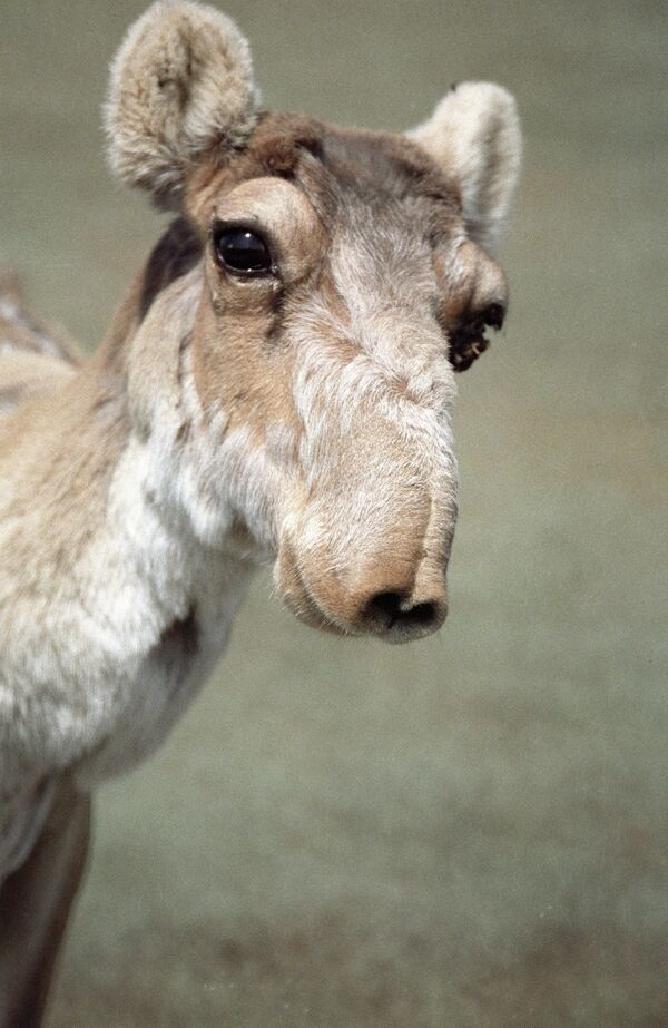 Сайгак — степная антилопа. Архивное фото - Sputnik Кыргызстан