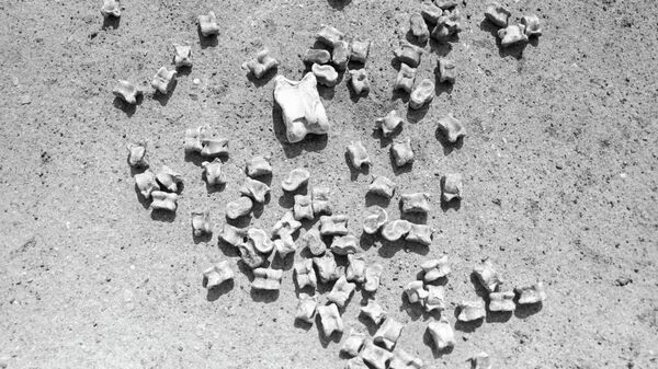 Чүкө — адам баласынын эң алгачкы оюнчугу. Архив - Sputnik Кыргызстан