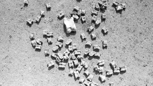 Чүкө — адам баласынын эң алгачкы оюнчугу. Архив - Sputnik Кыргызстан