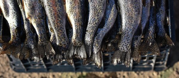 Рыбы на продажу на рынке. Архивное фото - Sputnik Кыргызстан