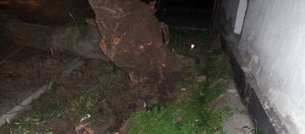 Иваницын Тыныстанов көчөлөрүнүн кесилишинде кулаган дарак. - Sputnik Кыргызстан