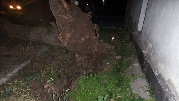 Поваленное дерево с корня на пересечении улиц Иваницына Тыныстанова - Sputnik Кыргызстан