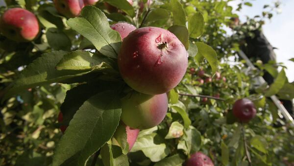 Сад яблок. Архивное фото - Sputnik Кыргызстан