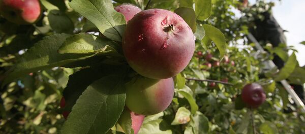 Алманы терүү убагында. Архив - Sputnik Кыргызстан