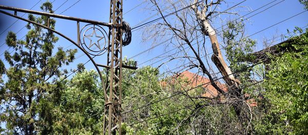 Бишкектеги кургап калган бак-дарак. Архив Бишкектеги кургап калган бак-дарак. Архив - Sputnik Кыргызстан