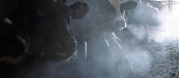 КОРОВЫ ЖИВОТНОВОДСТВО ФЕРМА - Sputnik Кыргызстан