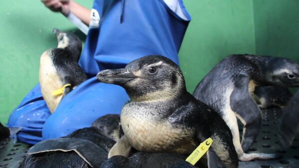 Спасение пингвинов: как биологи выхаживают приплывших к берегам Бразилии птиц - Sputnik Кыргызстан