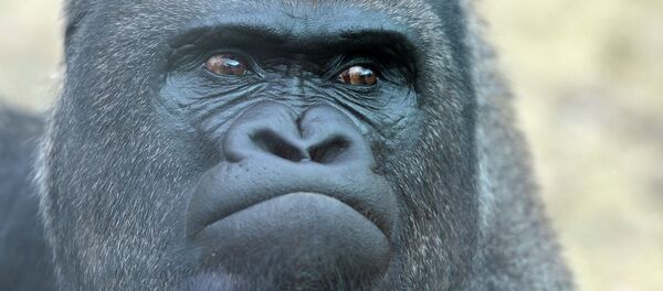 Горилла в зоопарке. Архивное фото - Sputnik Кыргызстан