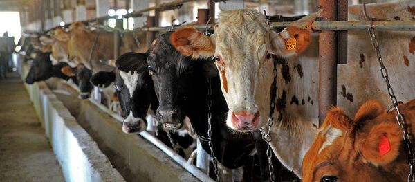 Коровы на фермах Кыргызстана - Sputnik Кыргызстан