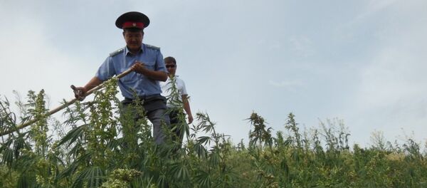 Уничтожение дикорастущей конопли. Архивное фото - Sputnik Кыргызстан