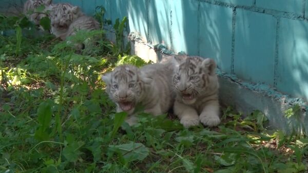 Усатая команда, или Белые тигрята из зоопарка Литвы впервые вышли “на охоту - Sputnik Кыргызстан