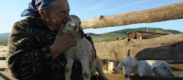 Стоянка чабанов-тысячников в местечке Кара-суг в Республике Тыва - Sputnik Кыргызстан