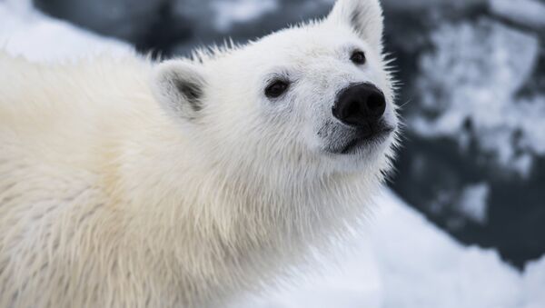 Белый медвежонок. Архивное фото - Sputnik Кыргызстан