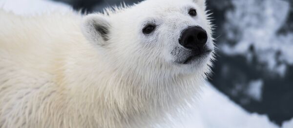 Белый медведь. Архивное фото - Sputnik Кыргызстан