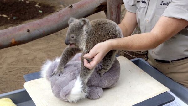 Сотрудники зоопарка Сан-Диего взвесили девятимесячного самца коалы по кличке Джоуи, посадив вместе с ним на весы игрушечного двойника, чтобы малыш не боялся. Смотрите на видео, как проходила  процедура. - Sputnik Кыргызстан