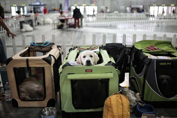 В Турине состоялась международная выставка собак, которая проводится уже 82-й раз и привлекла огромное количество любителей этих четвероногих. Лабрадор на выставке ждет хозяина - Sputnik Кыргызстан