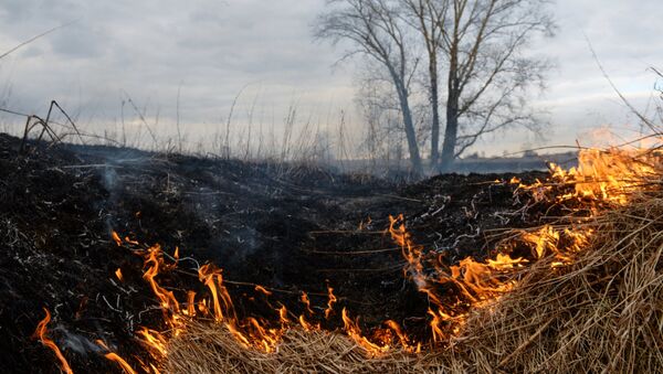Сухая трава горит в поле. Архивное фото - Sputnik Кыргызстан