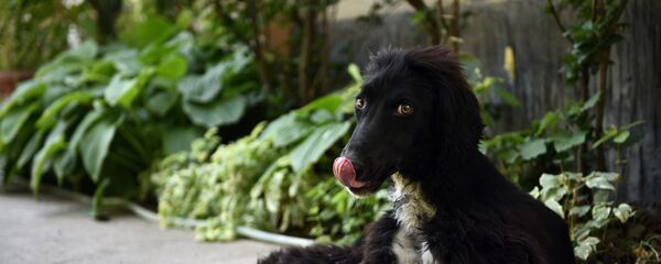 Таза кандуу кыргыз тайганы. Таза кандуу кыргыз тайганы. - Sputnik Кыргызстан