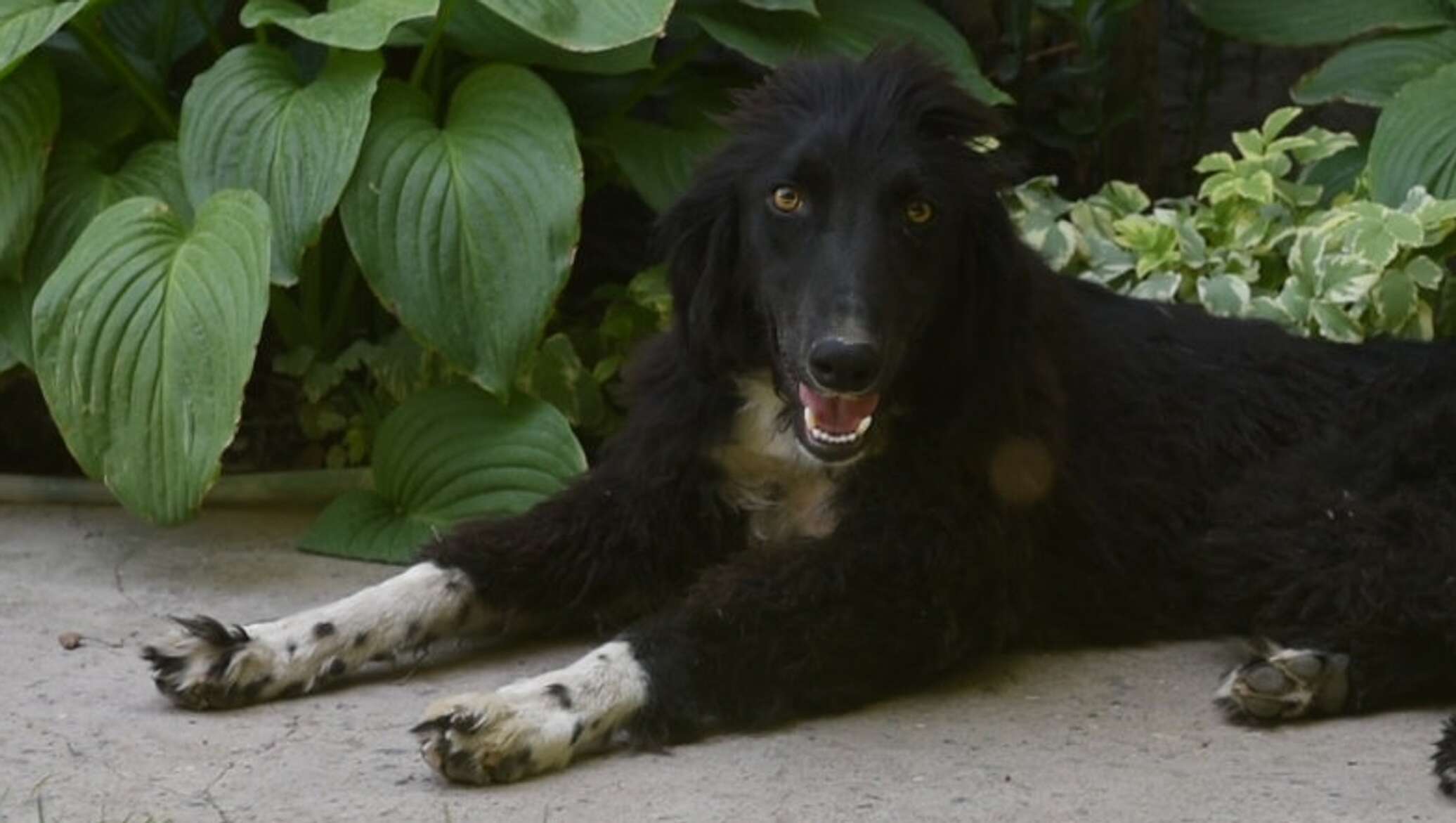 Купить Щенка Тайгана В России