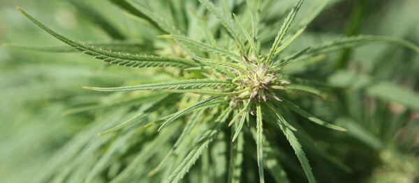 Кара курай. Архив - Sputnik Кыргызстан