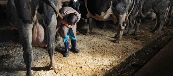 Малды текшерген ветеринар. Архив - Sputnik Кыргызстан