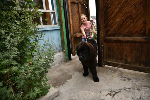 Щенок ньюфаундленда, подаренный девочке Даше из Балыкчы - Sputnik Кыргызстан