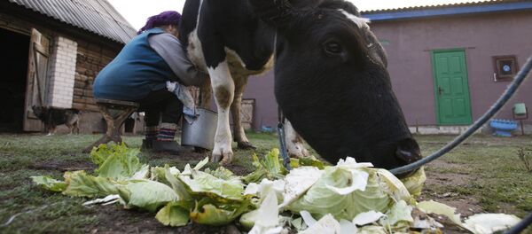 Сбор молока у частников-производителей в Белоруссии - Sputnik Кыргызстан