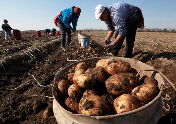 Картошка түшүмүн жыйноо. Архив - Sputnik Кыргызстан