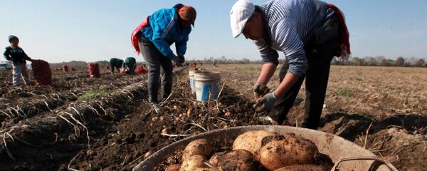 Картошка түшүмүн жыйноо. Архив - Sputnik Кыргызстан