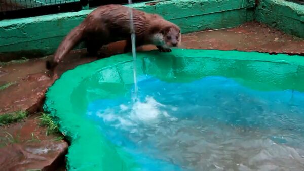 Душ для Рублика: двухлетняя выдра купалась и играла в зоопарке Красноярска - Sputnik Кыргызстан
