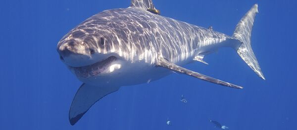 Акула. Архив Акула. Архив - Sputnik Кыргызстан