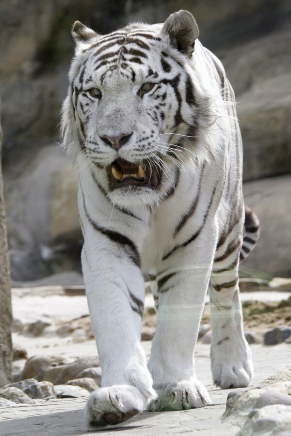 Бенгальский (белый) тигр — включенный в Красную книгу, это редкий подвид хищников. Белый цвет позволяет ему эффективно маскироваться в снежных условиях. - Sputnik Кыргызстан