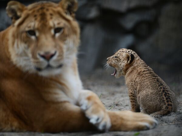 Мать и детеныш (на заднем фоне) — лигр —смесь самца льва и тигра-самки - Sputnik Кыргызстан