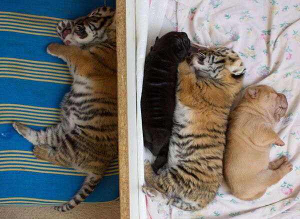 Не только мопсы, но и шарпеи стали матерью для тигрят в том же зоопарке в Сочи. Тигрята спокойно отдыхают с щенятами шарпея. - Sputnik Кыргызстан