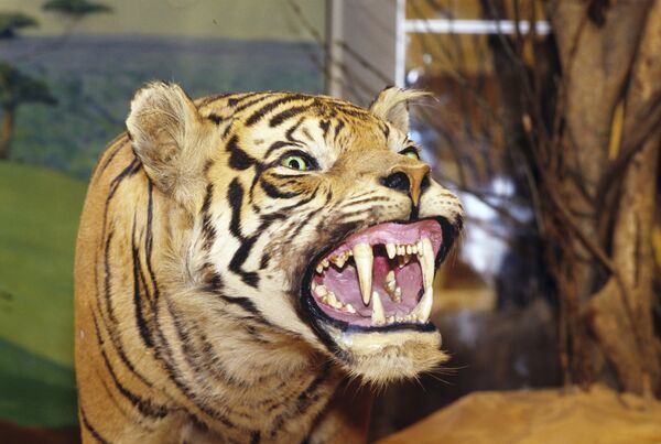 У тигров семь подвидов. Они становятся жертвами браконьеров, вследствие чего два подвида были полностью истреблены. Чучело тигра в музее. - Sputnik Кыргызстан