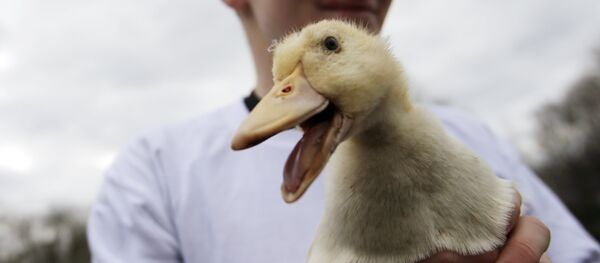 Утка. Архивное фото - Sputnik Кыргызстан