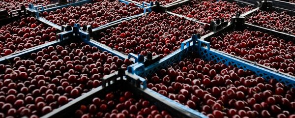 Славянский консервный комбинат в Краснодарском крае Славянский консервный комбинат в Краснодарском крае - Sputnik Кыргызстан