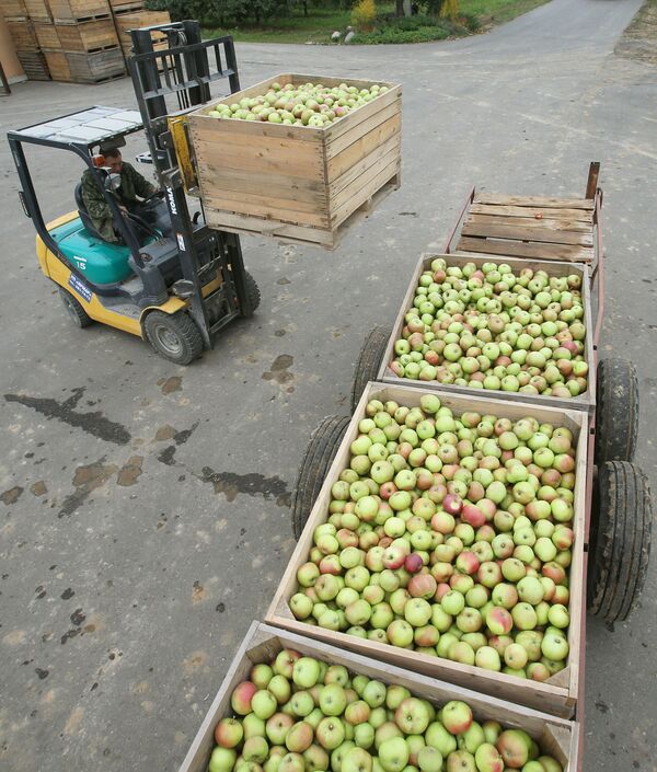 Сбор урожая яблок. Архивное фото - Sputnik Кыргызстан