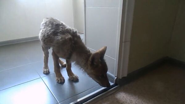 Истощенного волчонка уже пять дней выхаживает ветеринар в Бишкеке - Sputnik Кыргызстан
