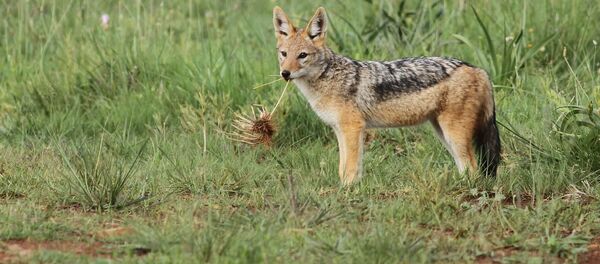 Шакал. Архивное фото - Sputnik Кыргызстан