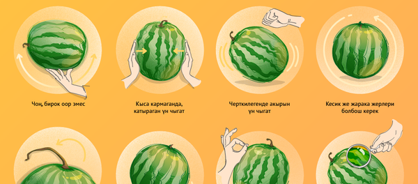 Дарбызды кантип туура тандап алуу керек Дарбызды кантип туура тандап алуу керек - Sputnik Кыргызстан