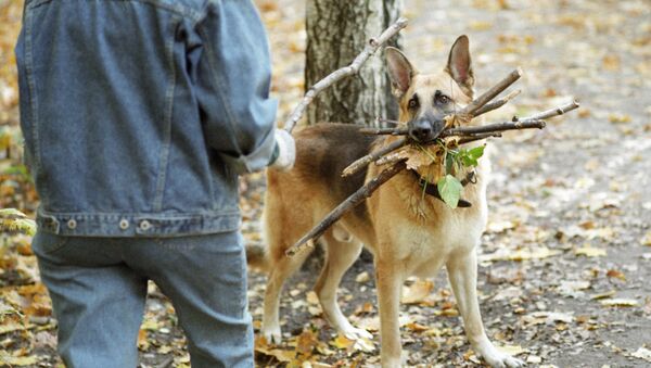 Хозяин играет с собакой в парке. Архивное фото - Sputnik Кыргызстан
