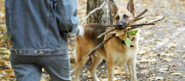 Хозяин играет с собакой в парке. Архивное фото - Sputnik Кыргызстан