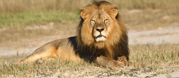 Лев Сесил, символ Зимбабве. Архивное фото - Sputnik Кыргызстан