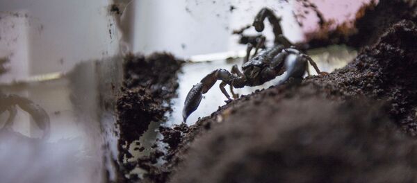 Террариум для скорпиона. - Sputnik Кыргызстан