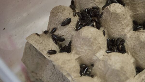 Тараканы в террариуме пища для пауков и скорпионов. Архивное фото - Sputnik Кыргызстан
