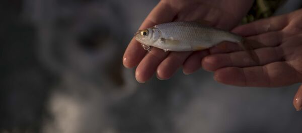 Рыба. Архивное фото - Sputnik Кыргызстан