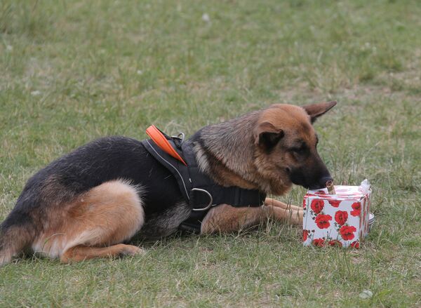 Собака находит условную мину во время демонстрационных учений. Архивное фото - Sputnik Кыргызстан